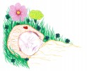 Dessin d'un bébé dormant sur de l'herbe, entouré de trèfles à quatre feuilles, d'un oeillet et d'un cosmos.